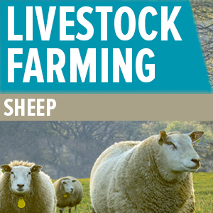 Livestock Farming: Sheep | Zoetis UK