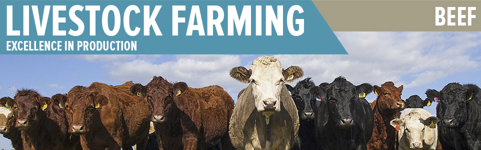 Livestock Farming: Beef | Zoetis UK